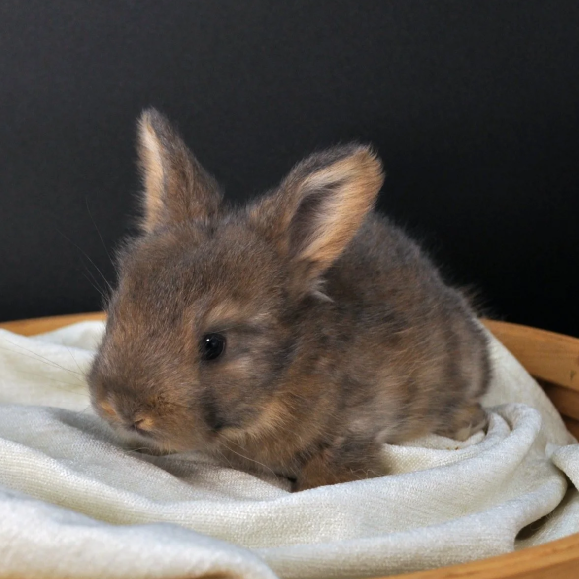 A small brown rabbit with black eyes and tall ears resting on a white cloth in a wooden tray.