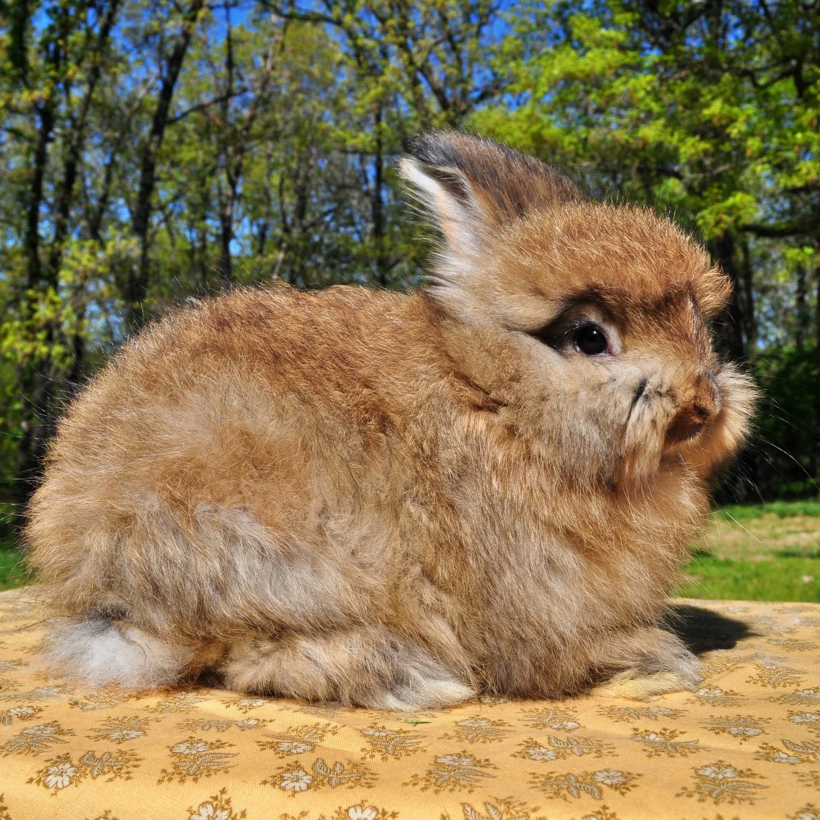 A small, fluffy animal with a mix of bunny and lion features sitting on a patterned fabric outdoors, with trees and blue sky in the background.
