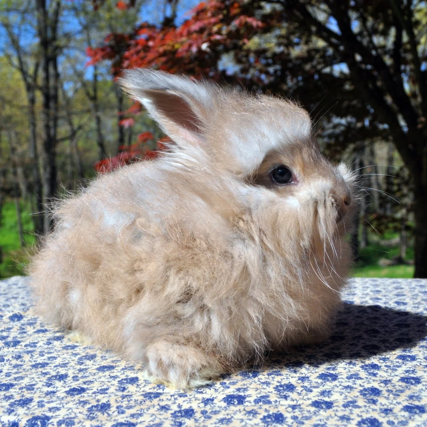 A fluffy, light-colored rabbit with a long beard-like fur, sitting on a patterned surface outdoors with trees and red leaves in the background.