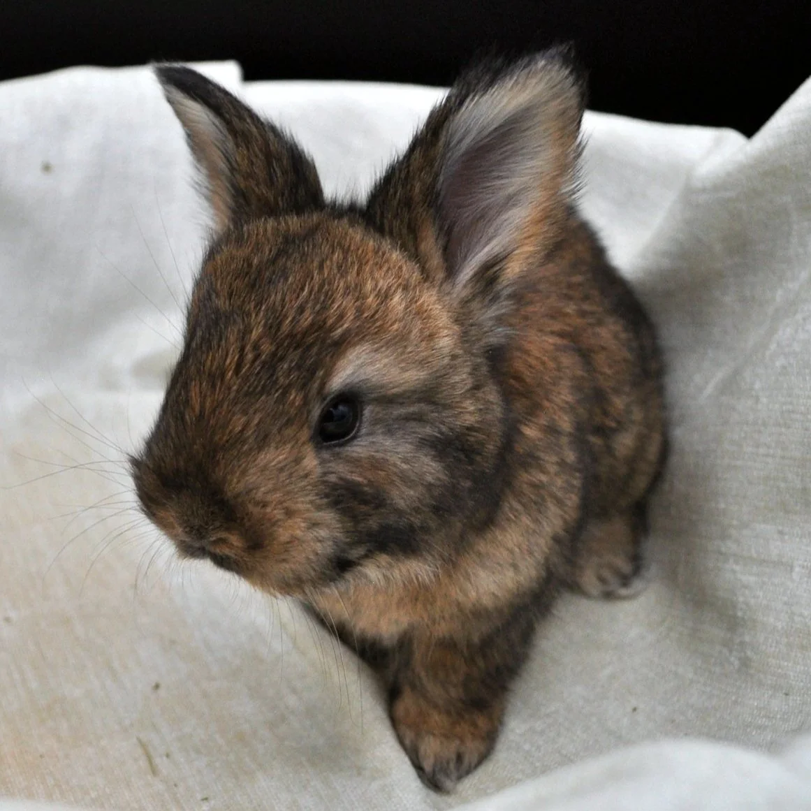 Copper English Angora Buck