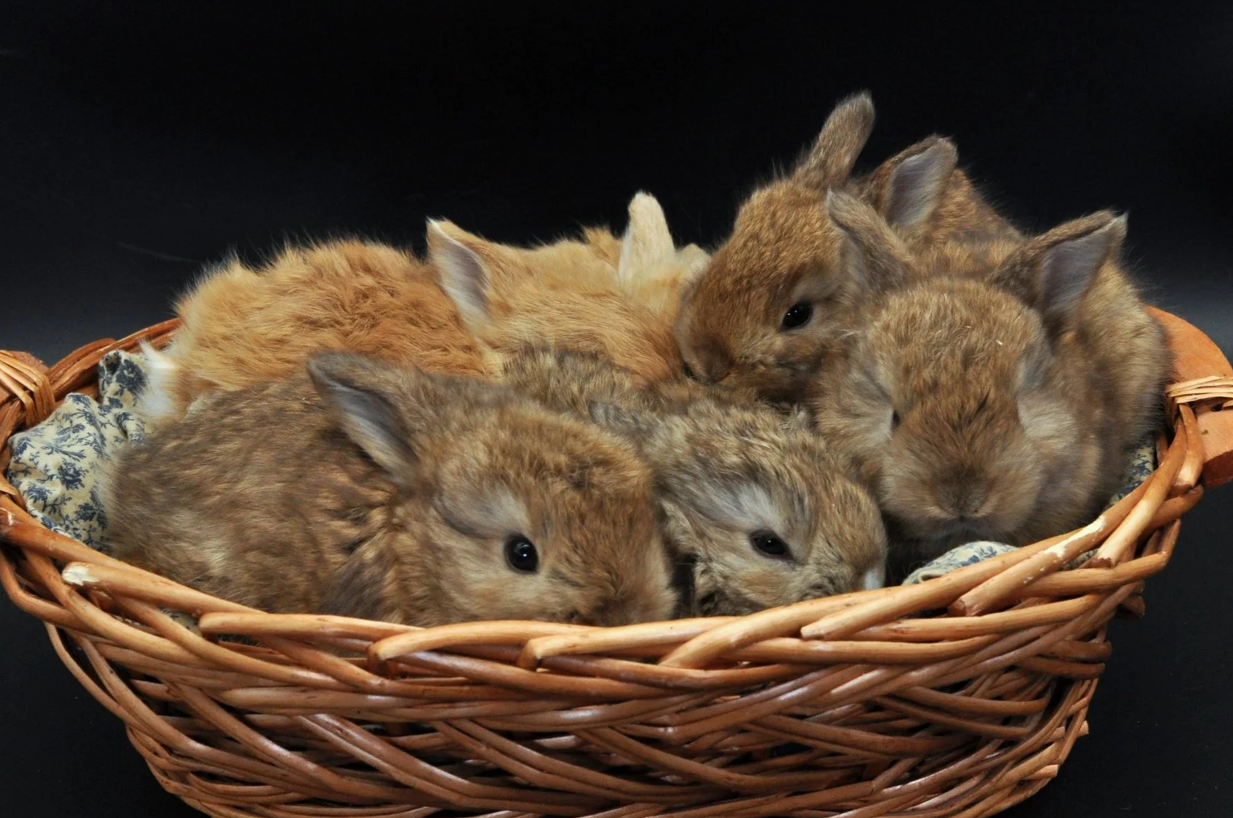 Six small brown rabbits curled up together in a wicker basket on a black background.