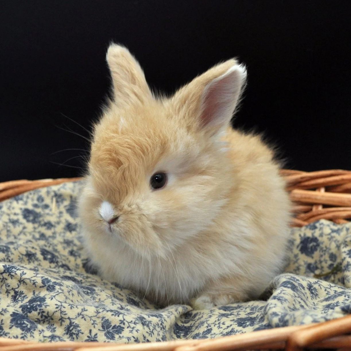A fluffy, light-colored baby bunny with one ear up and one ear tilted to the side, sitting in a wicker basket lined with blue and white floral fabric, against a black background.