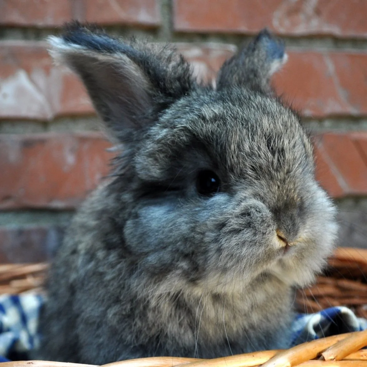 Close-up of a gray, fluffy rabbit with one eye closed, sitting in a basket with a brick wall in the background.