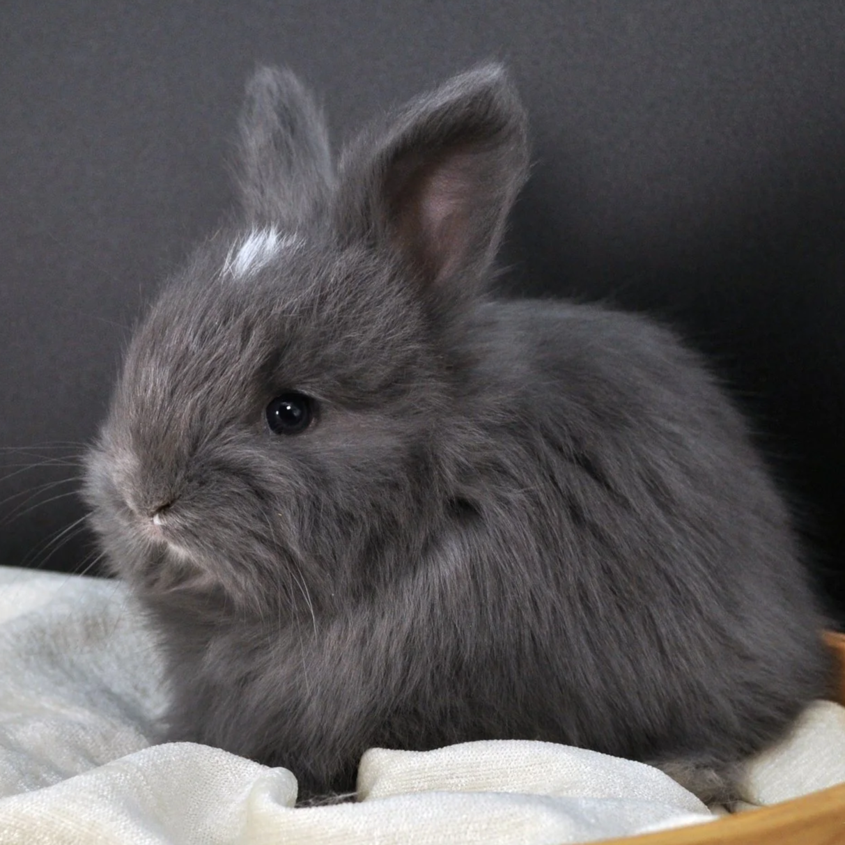 A cute gray rabbit with dark eyes and a small white spot on its head, sitting on a soft surface against a dark background.