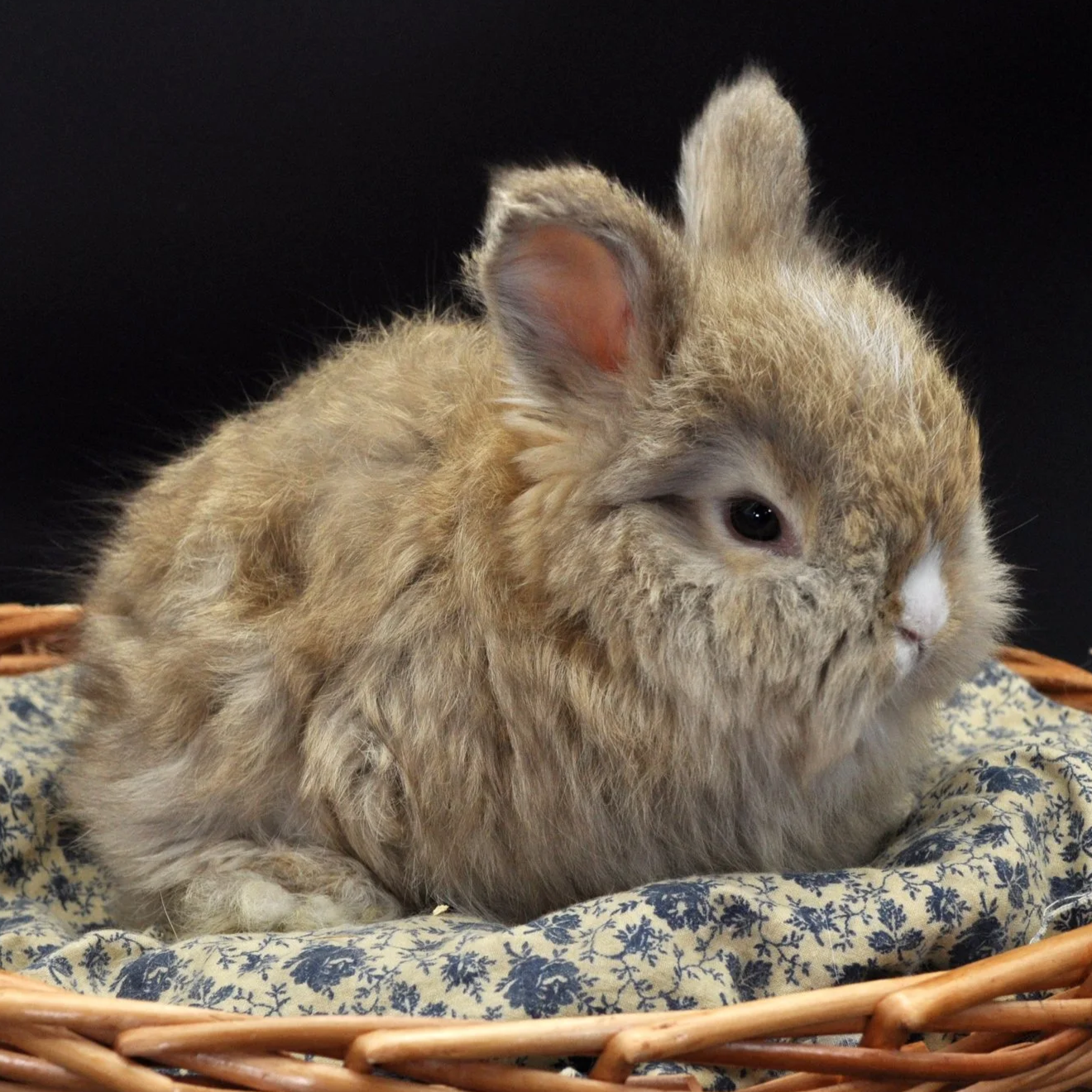 A fluffy, light brown baby rabbit with darker markings on its face, sitting on a blue and white floral cloth inside a woven basket.