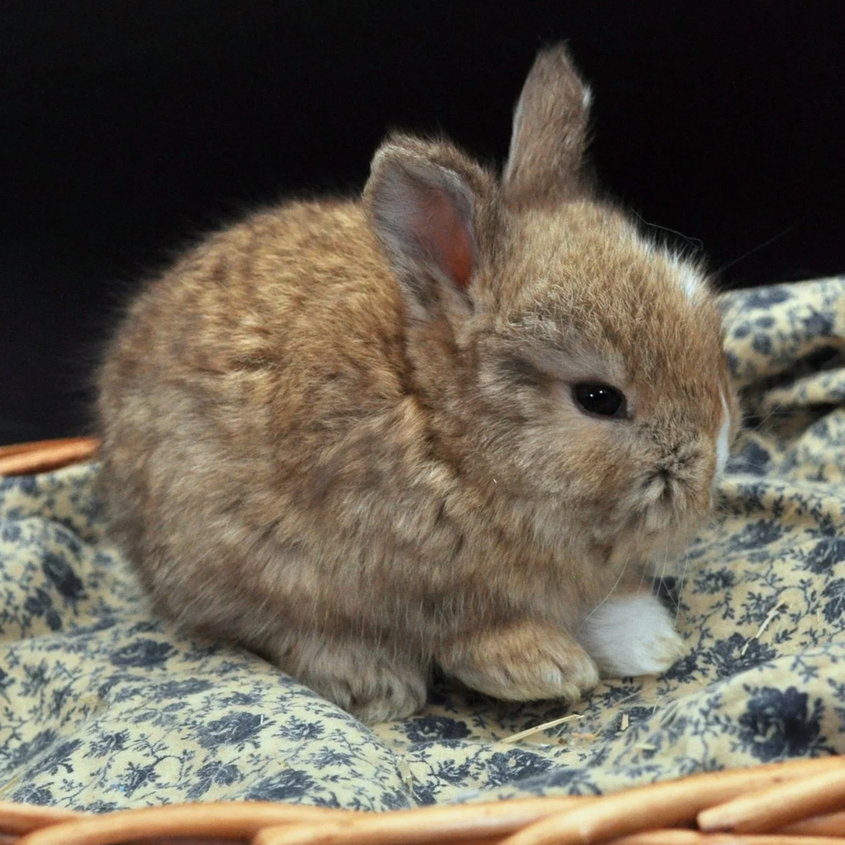 A small, fluffy brown rabbit sitting on a patterned fabric in a basket.