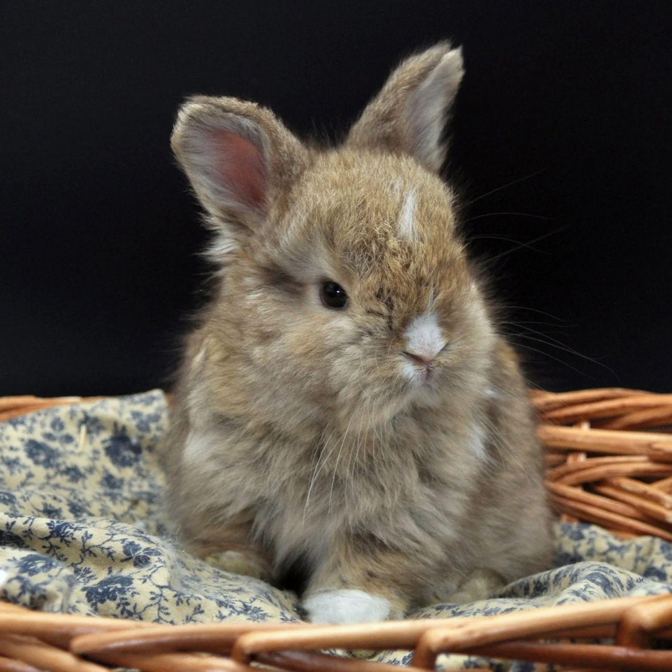 A small bunny with light brown fur, one eye closed, sitting in a wicker basket lined with a patterned cloth, against a black background.