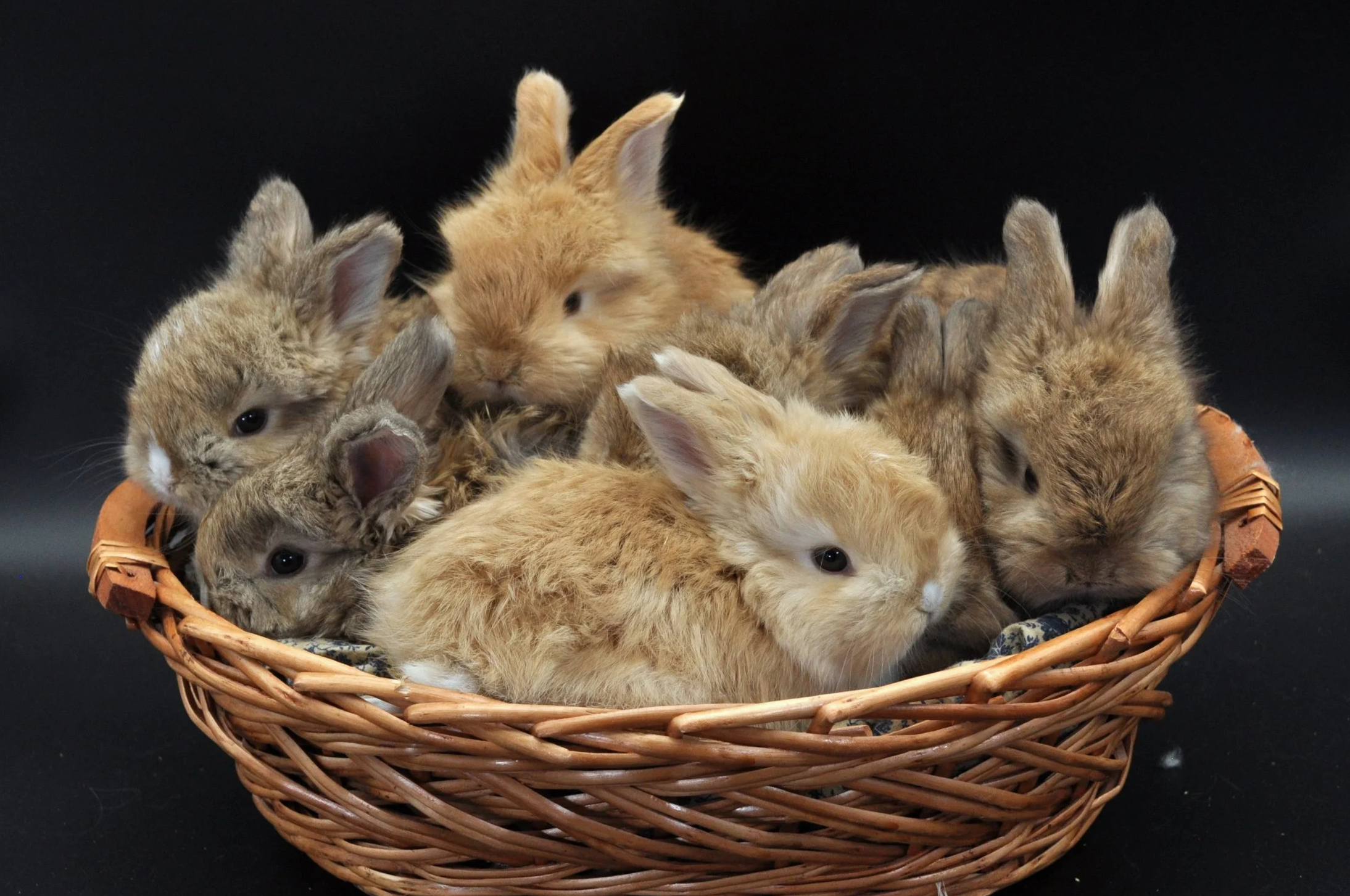 A basket filled with multiple small, fluffy baby rabbits of various colors, including shades of brown, tan, and cream, set against a black background.