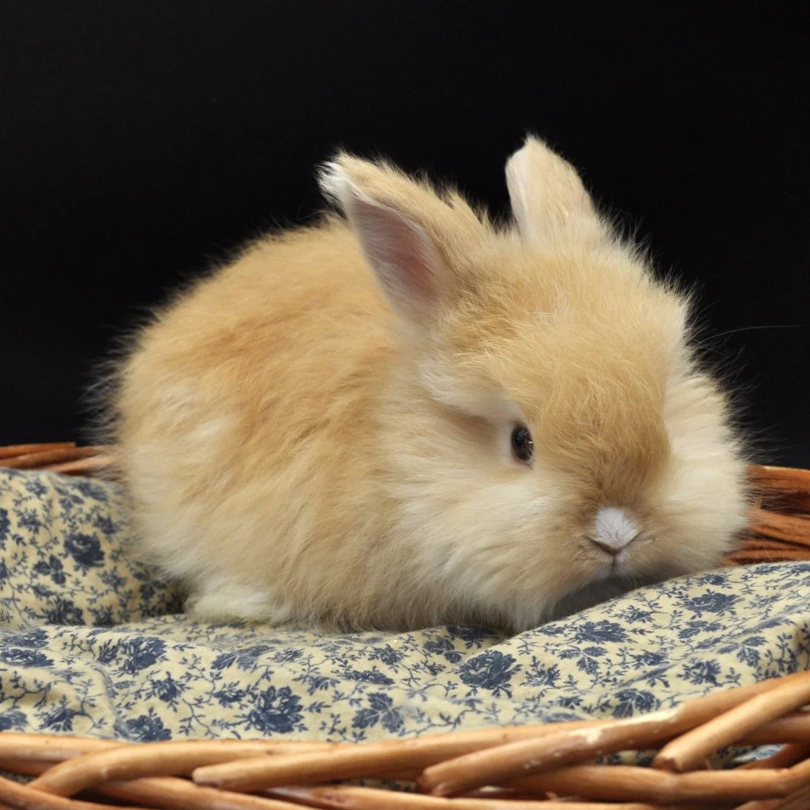 A small, fluffy, light-brown baby rabbit with pink ears sitting on a floral-patterned fabric in a wicker basket.