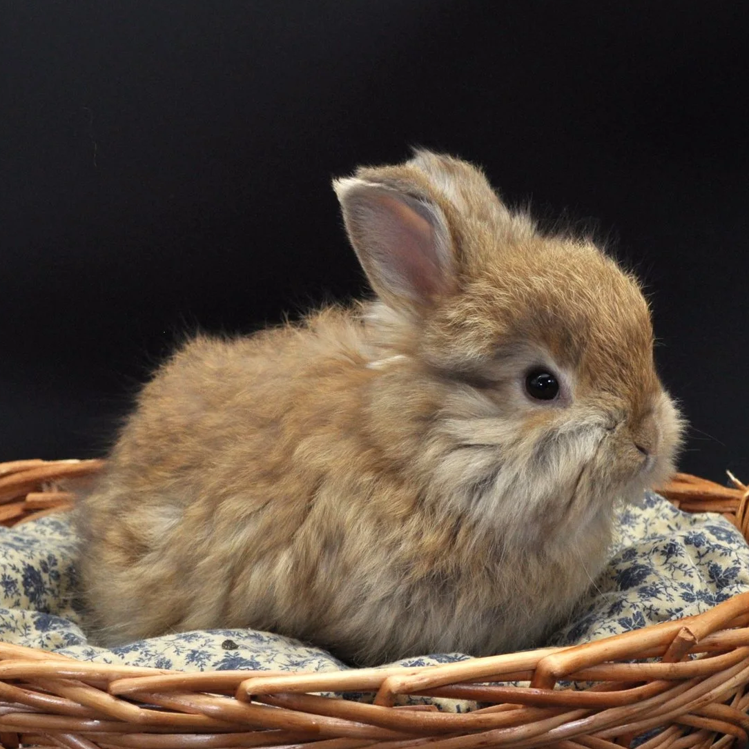 A small, fluffy brown baby rabbit sitting in a wicker basket with a blue and white patterned cushion, against a black background.