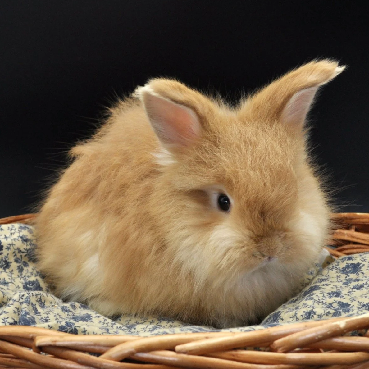 A fluffy, light brown rabbit with one ear upright and the other slightly tilted, sitting on a blue and white patterned cloth in a wicker basket against a black background.