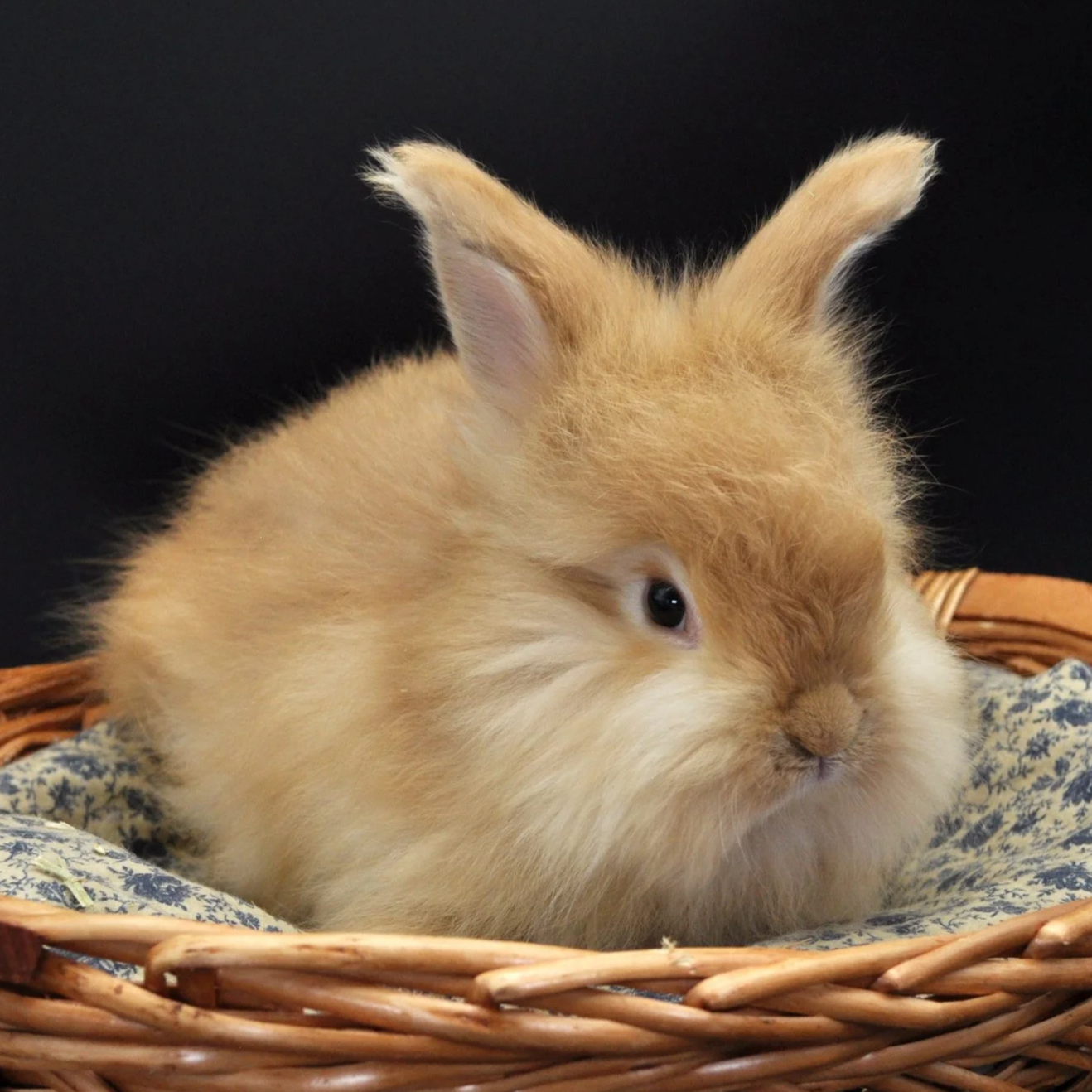 A fluffy orange baby rabbit sitting in a basket on a patterned cloth, black background.