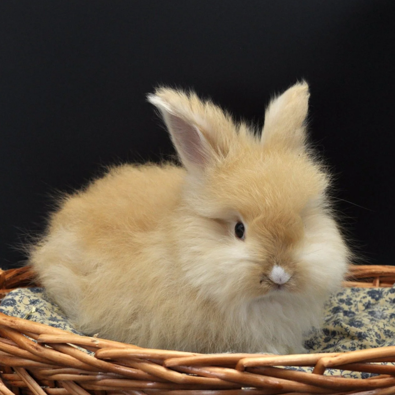 A fluffy light tan rabbit sitting in a wicker basket against a black background.