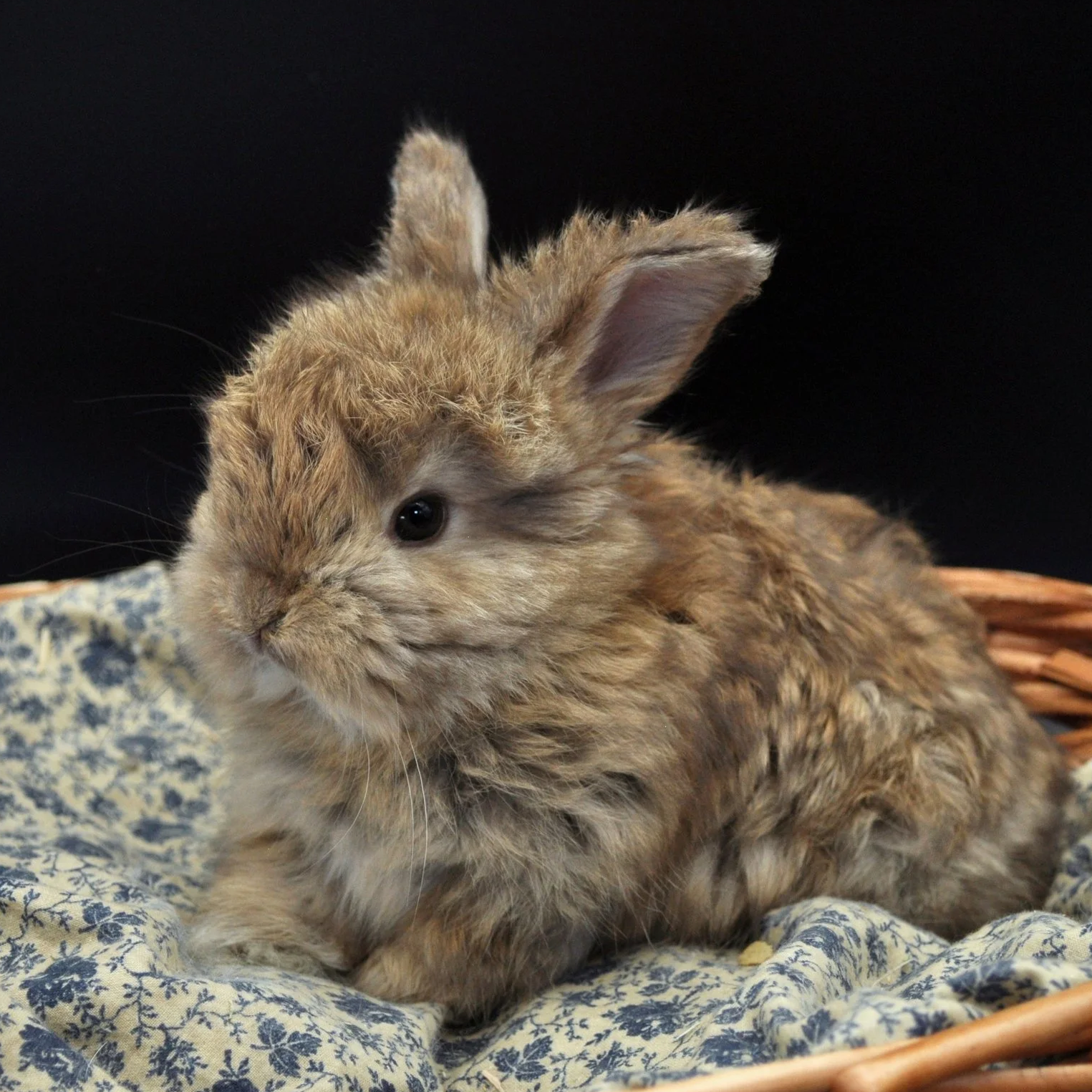 A fluffy brown baby rabbit sitting on a fabric with a floral pattern.