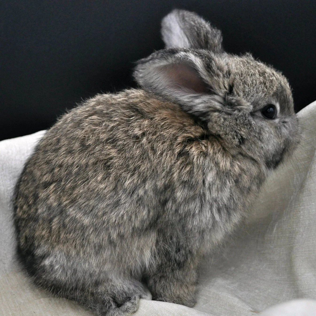 Chestnut Agouti English Angora Buck