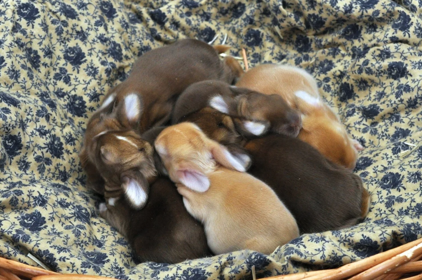 One-week-old English Angora bunnies resting in a wicker basket on yellow floral fabric, showcasing a colorful blend of self and agouti colors. The tiny rabbits snuggle closely, highlighting their soft, early-stage wool.