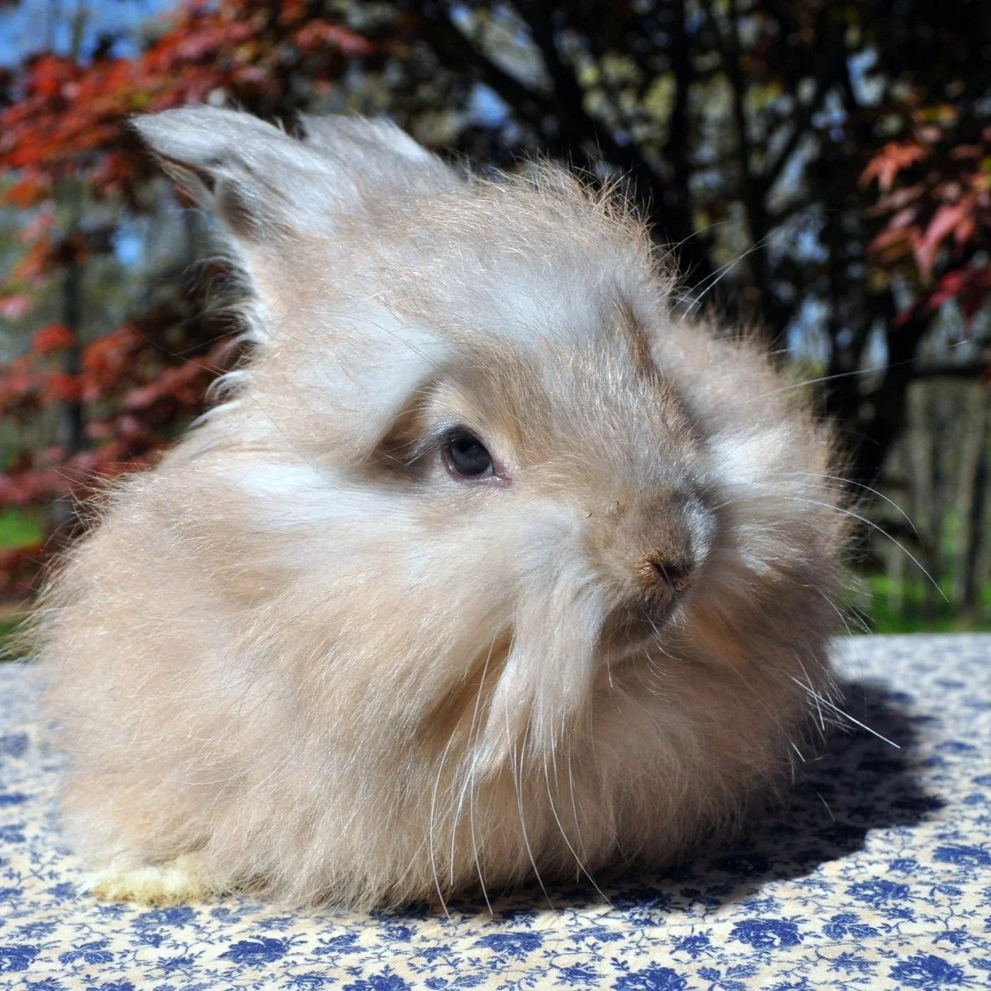 A fluffy, light-colored rabbit with one ear bent, lying on a patterned surface outdoors against a background of trees with red and green leaves.