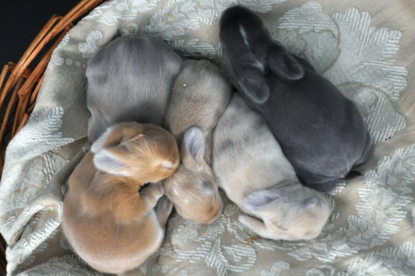 Stonefoot Farms | English Angora Rabbits for Sale