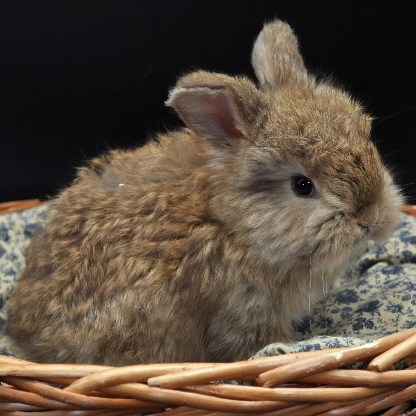 A fluffy brown baby rabbit sitting in a wicker basket on a floral cloth