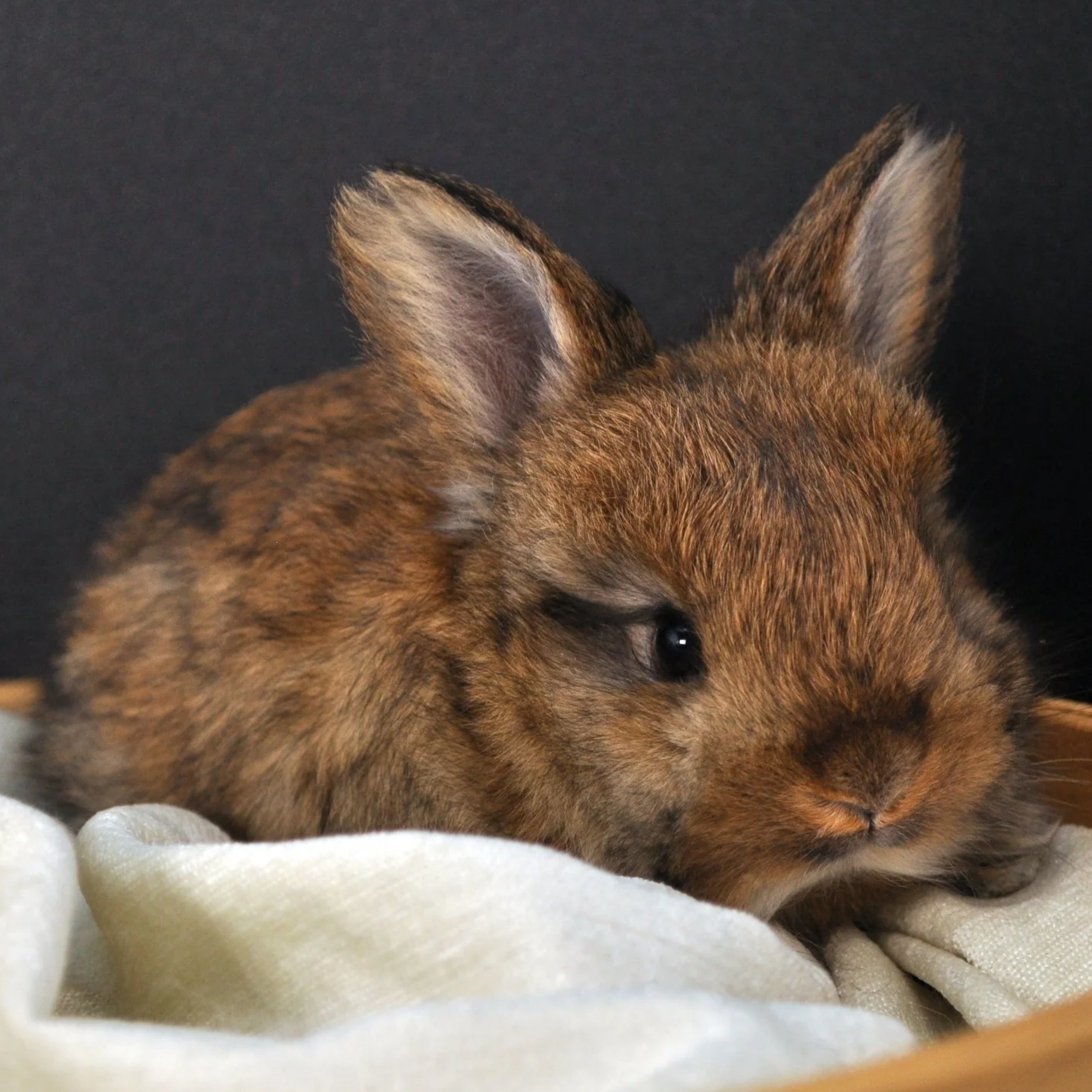 A close-up of a brown baby rabbit resting on a soft, light-colored cloth with a dark background.