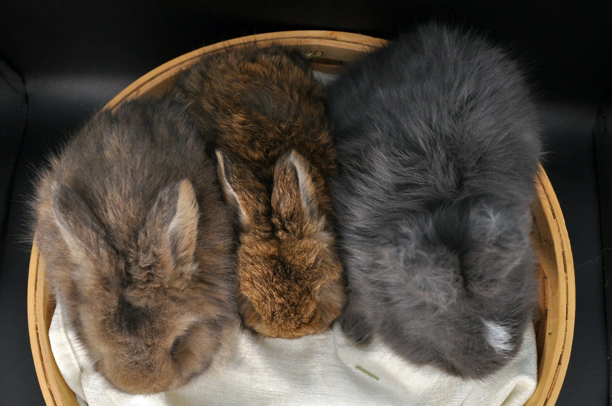 4wk buttercream 2.png