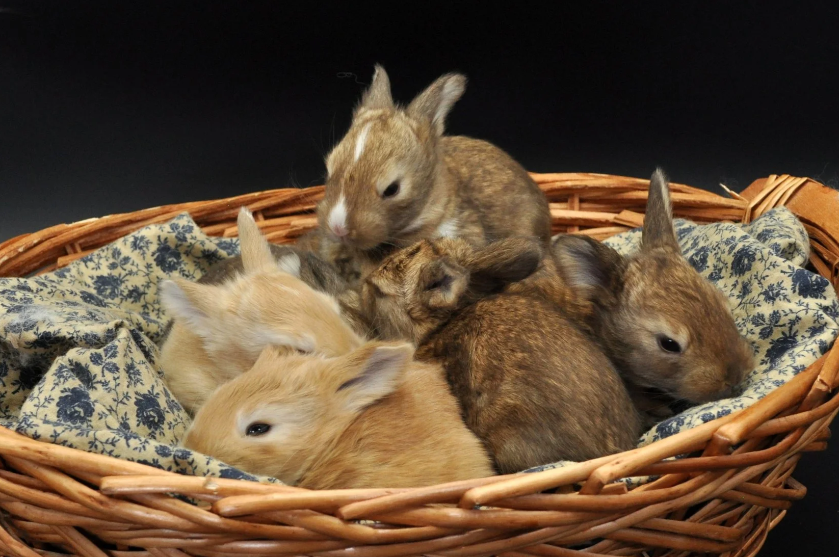 Six baby rabbits in a wicker basket with a floral cloth lining against a black background.