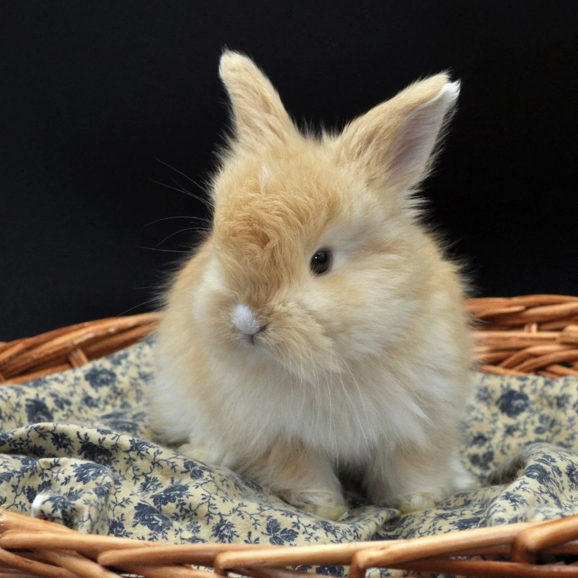A fluffy beige baby rabbit sitting on a blue and white patterned cloth inside a wicker basket, with a black background.