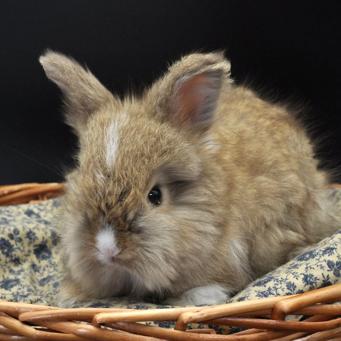 A small, fluffy brown bunny rabbit with one eye closed, lying in a wicker basket on a patterned cloth.