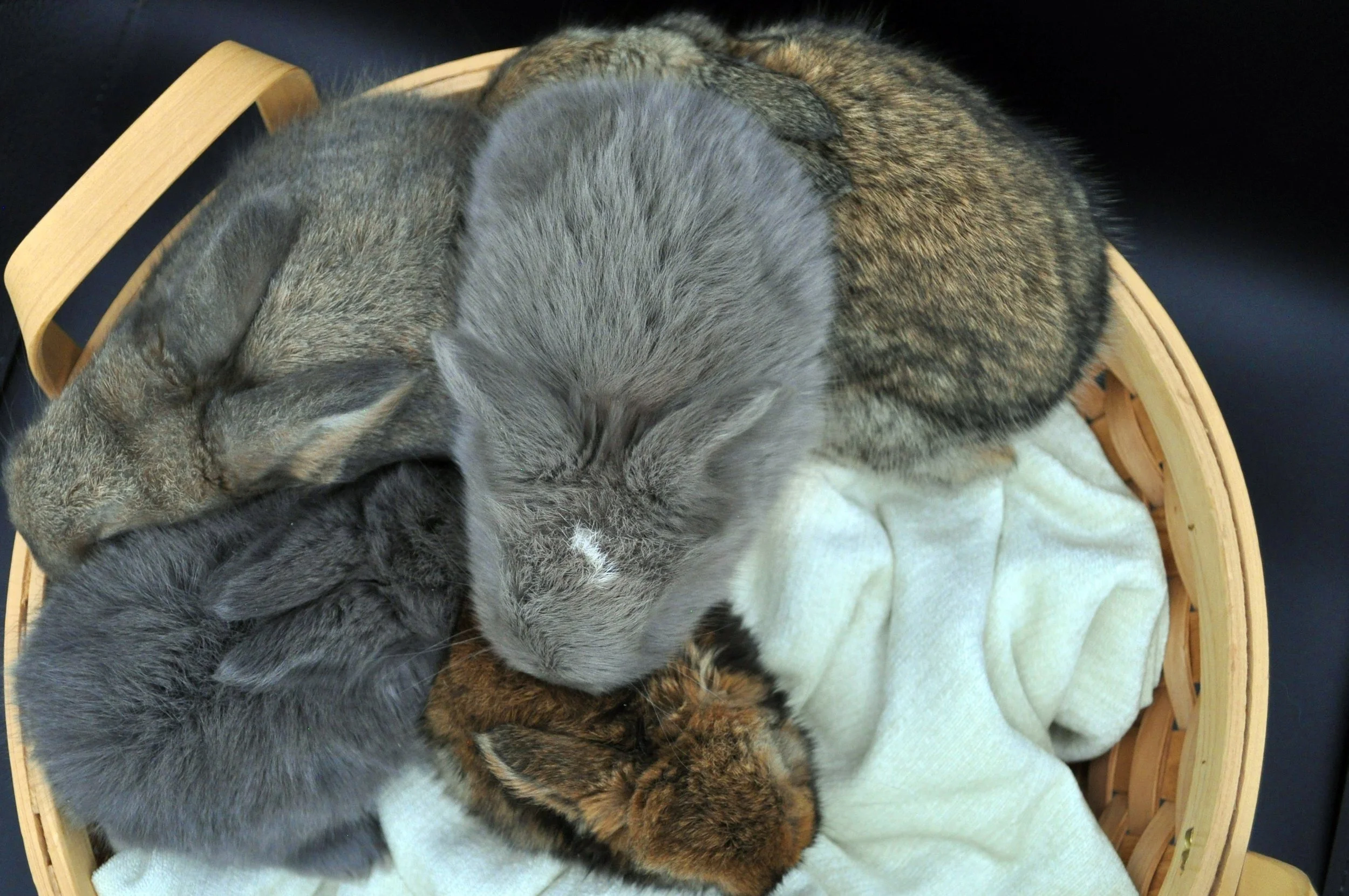 DSC_0939.jpg