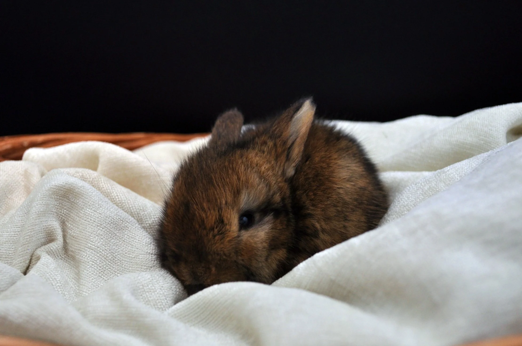 A dozing 3-week-old Copper Agouti English Angora rabbit, enveloped in a cream fabric within a basket, its banded fur providing a warm hue against the dark setting