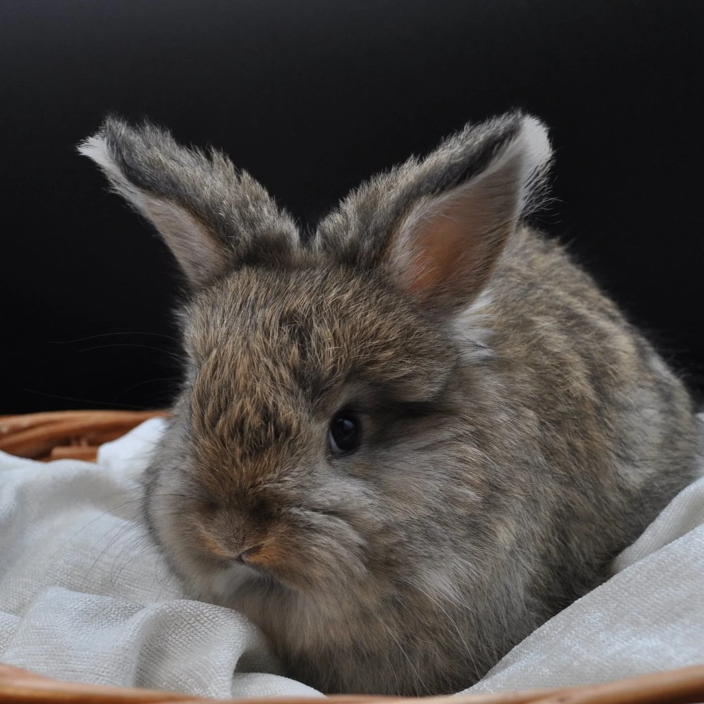 Close-up of a brown and gray rabbit resting on a white fabric in a basket against a black background.