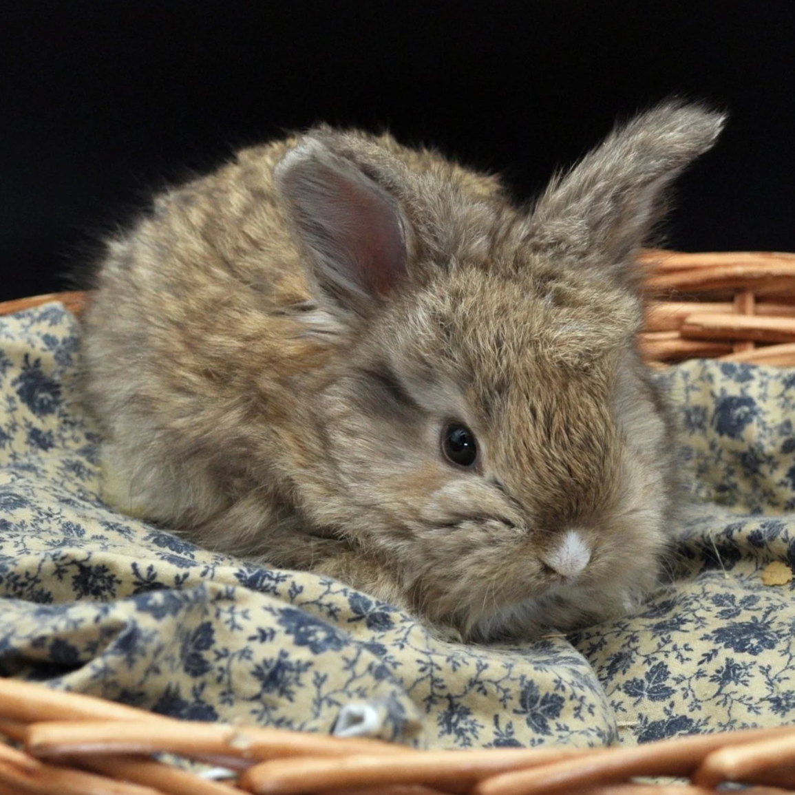 A small, fluffy brown rabbit resting in a wicker basket on a fabric with a navy floral pattern.