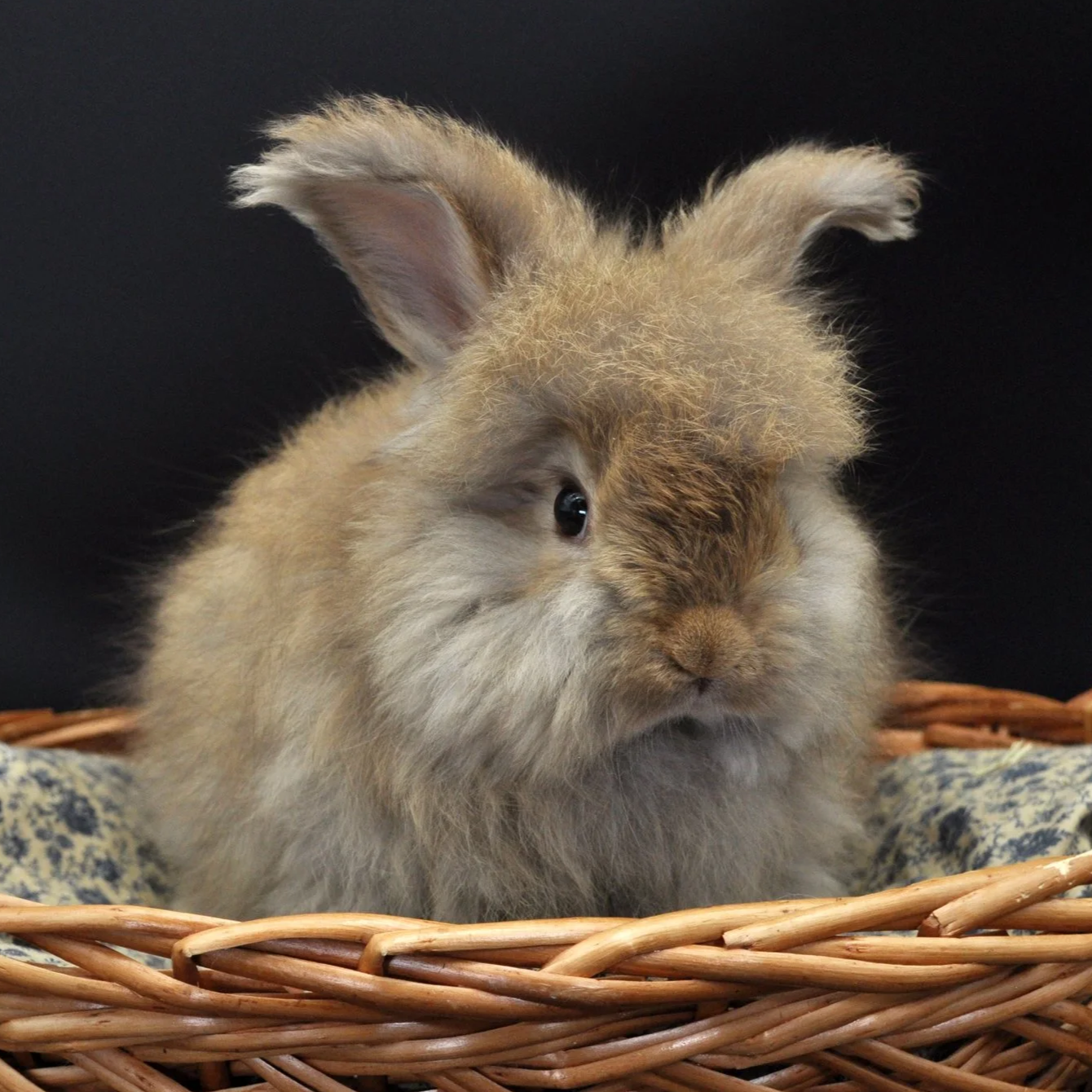 A fluffy brown and gray baby rabbit with large ears, sitting in a woven basket against a black background.