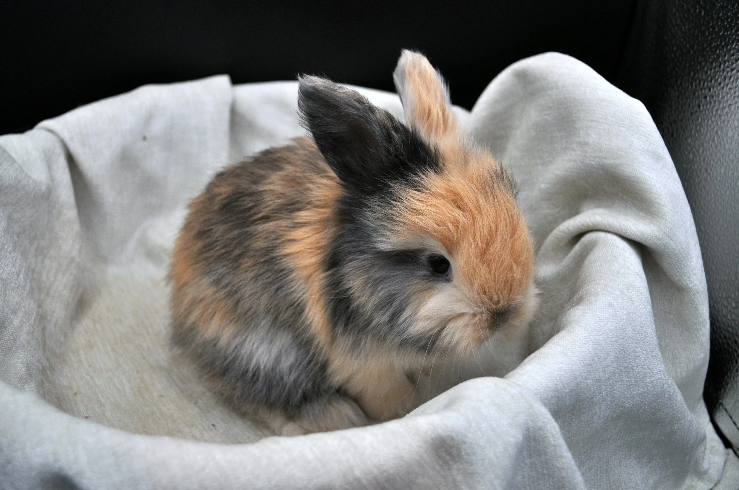 Harlequin English Angora Doe