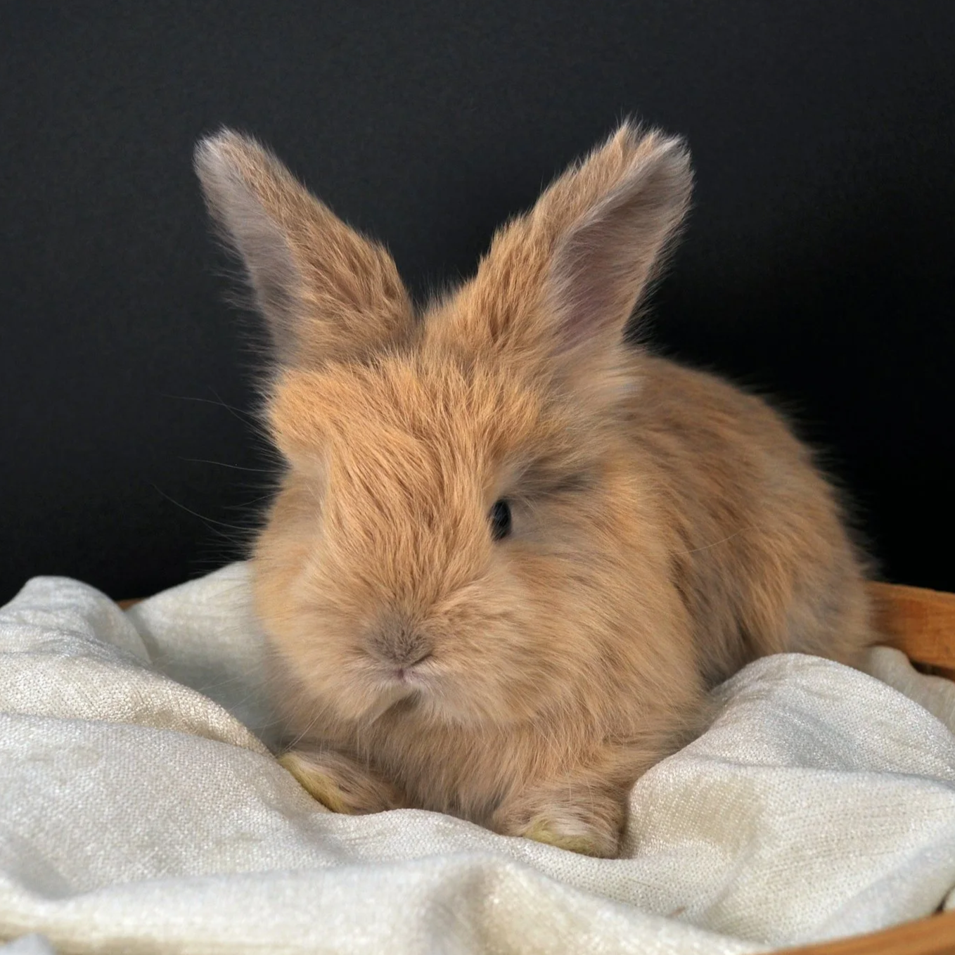 A small, fluffy, light brown bunny rabbit with large ears, resting on a white cloth against a black background.