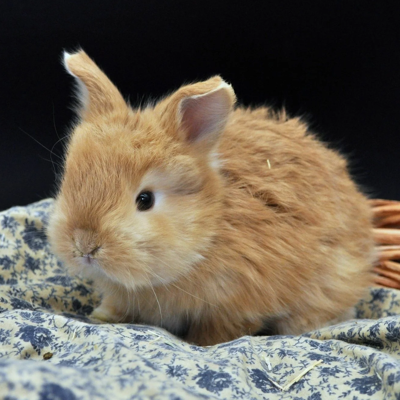 A fluffy, light brown baby rabbit lying on a blue and white patterned cloth against a dark background.