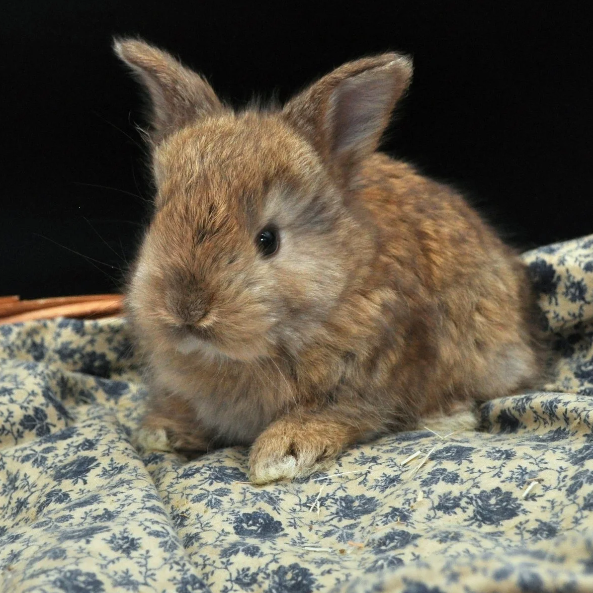 A small brown rabbit resting on a floral fabric surface with a black background.