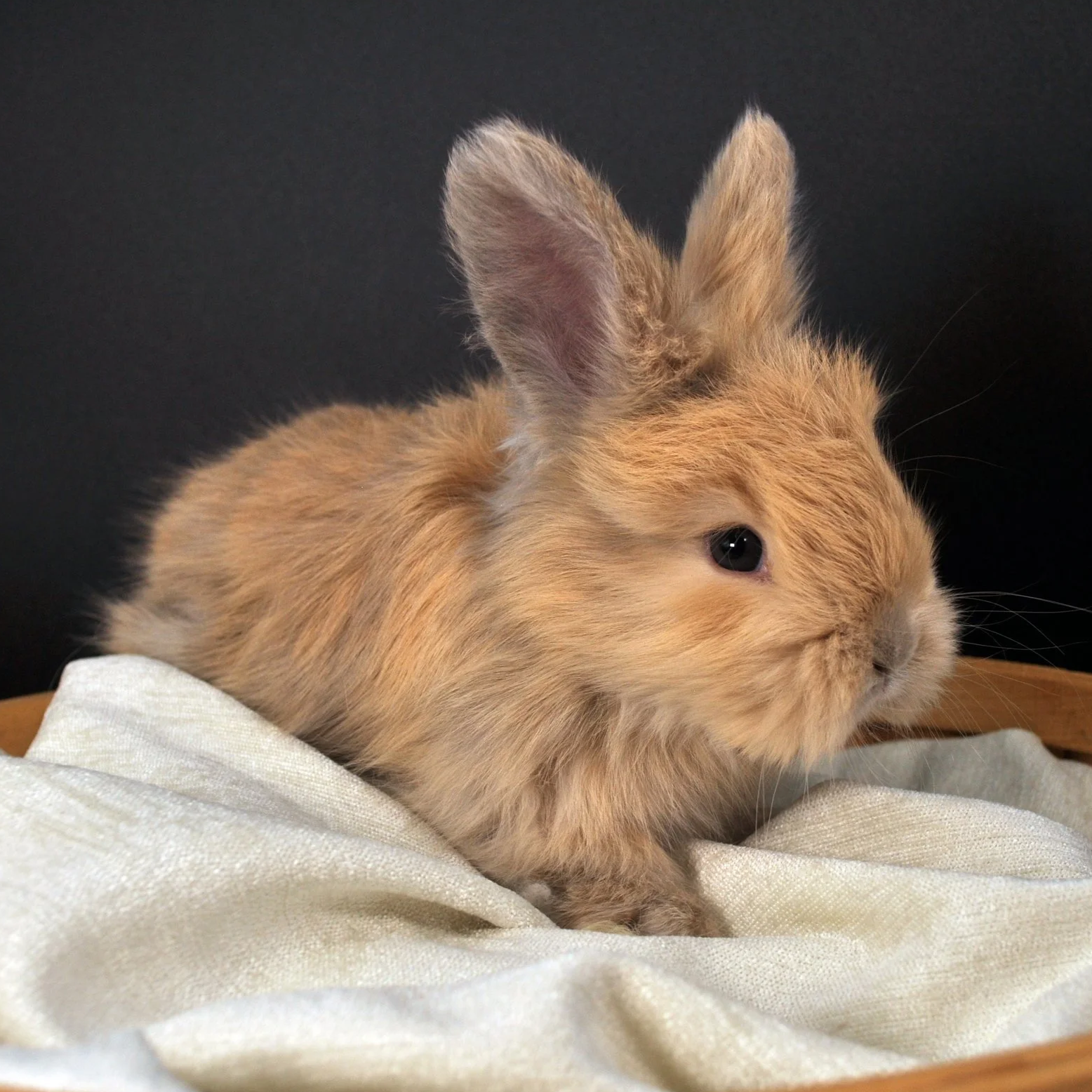 A light brown, fluffy baby rabbit with long ears, sitting on a cream-colored cloth against a dark background.