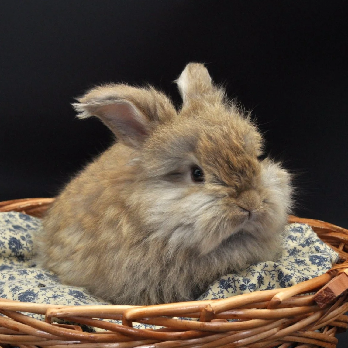 A fluffy brown rabbit with one eye closed, sitting in a wicker basket with a patterned fabric lining, against a black background.