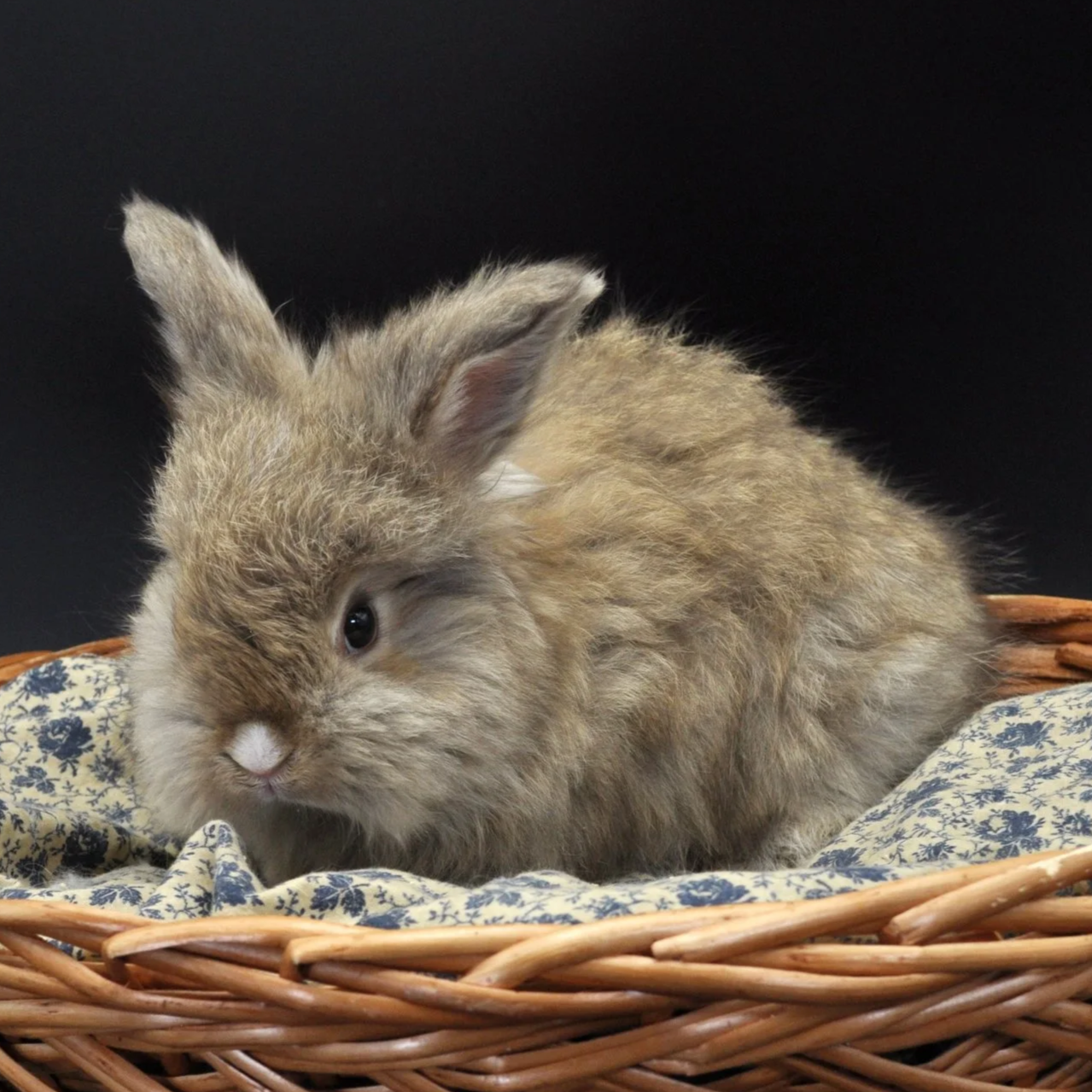 A fluffy, brown rabbit with one ear standing upright and one ear slightly bent, sitting in a wicker basket on a cloth with a floral pattern, against a black background.