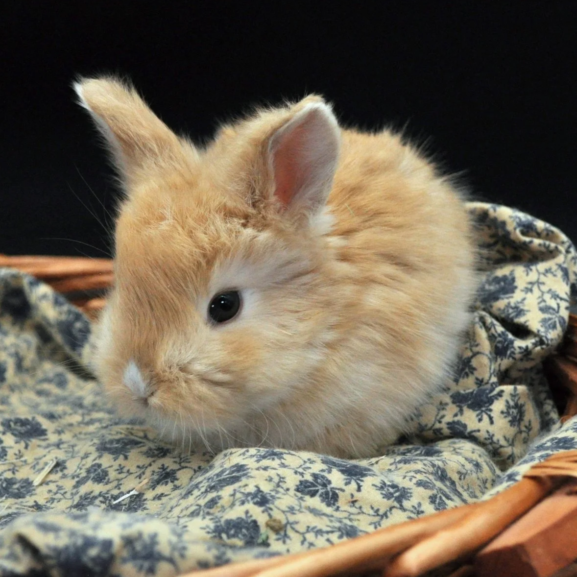 A small, fluffy, orange and white rabbit sitting on a patterned cloth in a wicker basket.