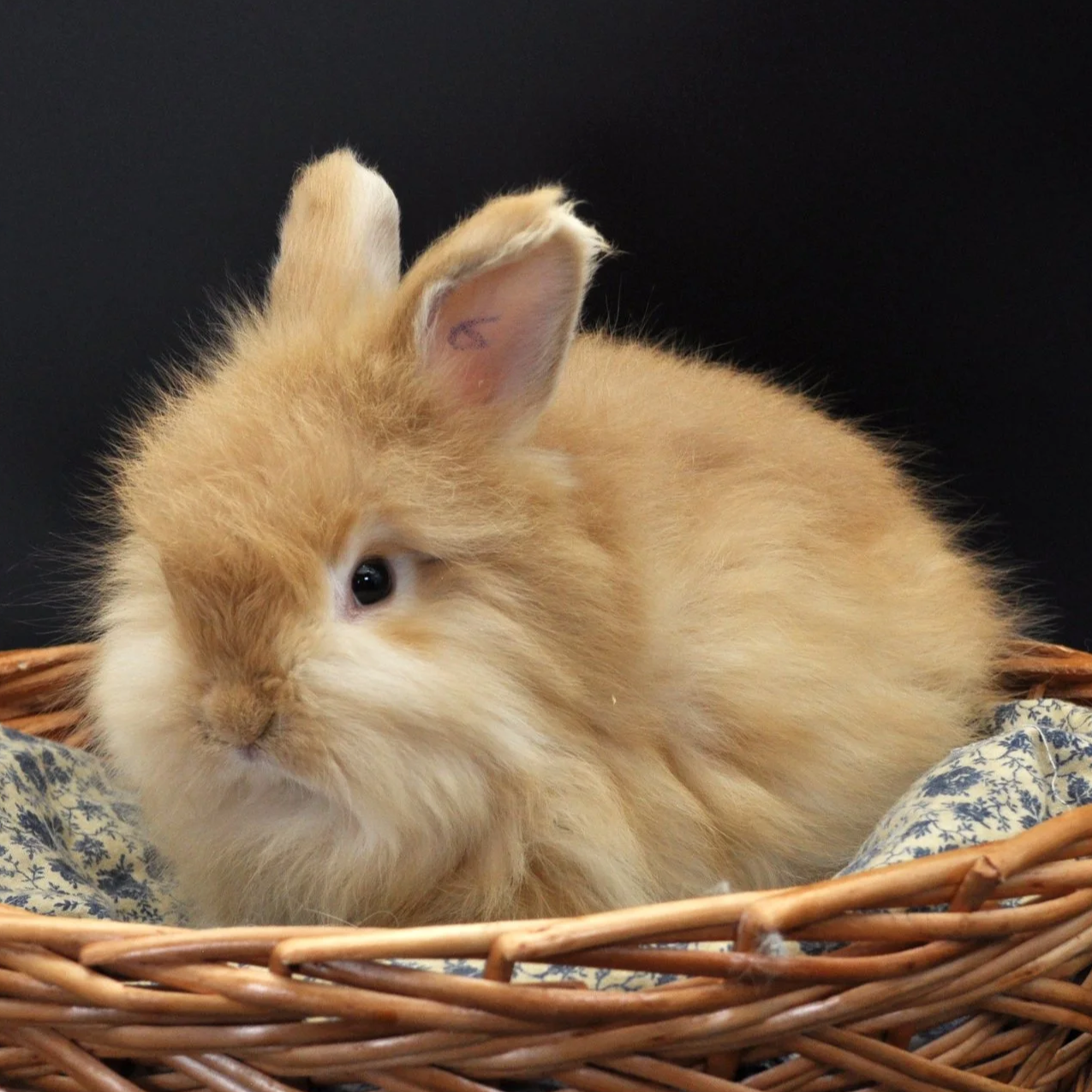 A tan rabbit with fluffy fur in a wicker basket with a dark background.