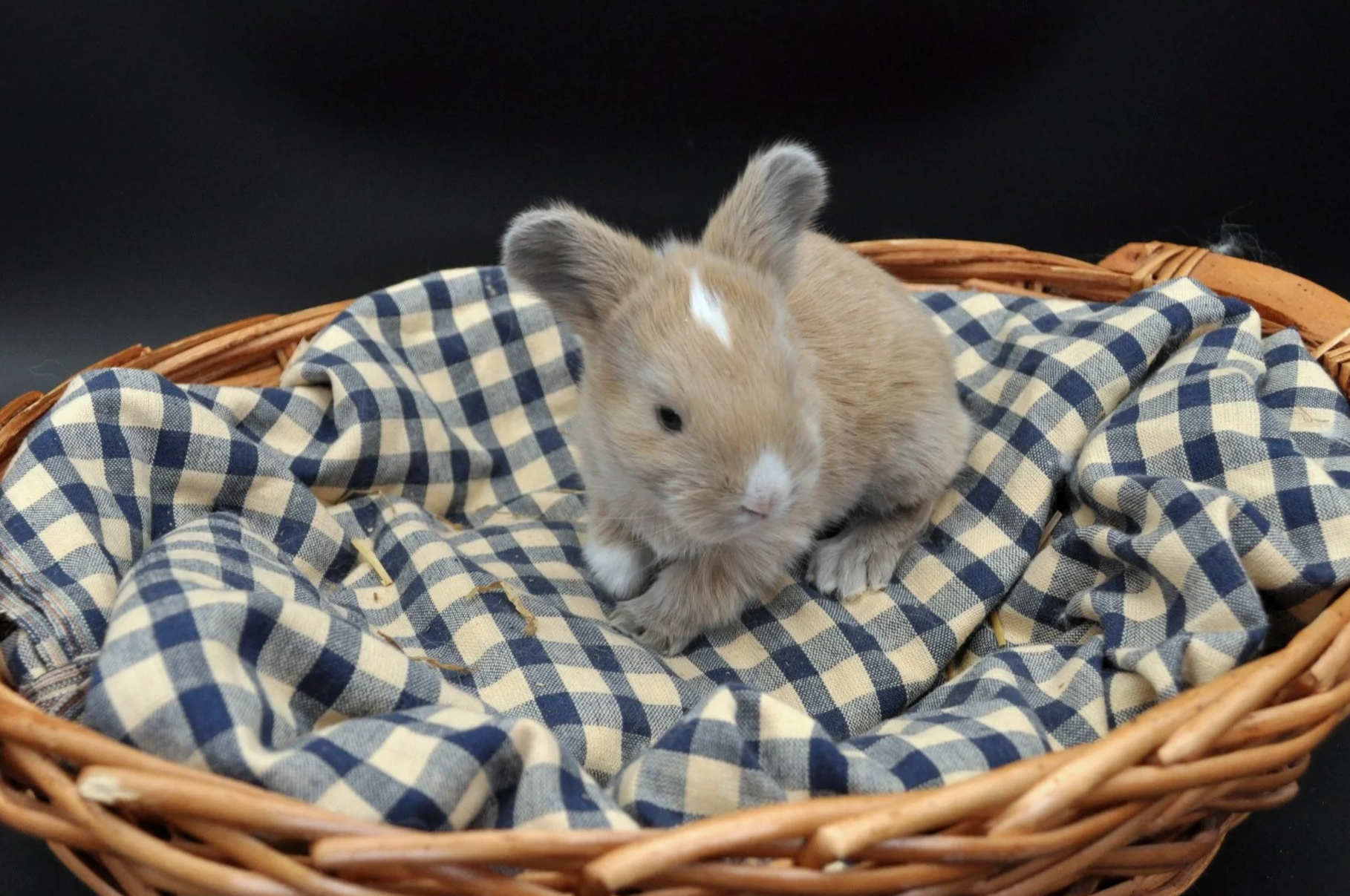 Six baby rabbits in a wicker basket with a floral cloth lining against a black background.