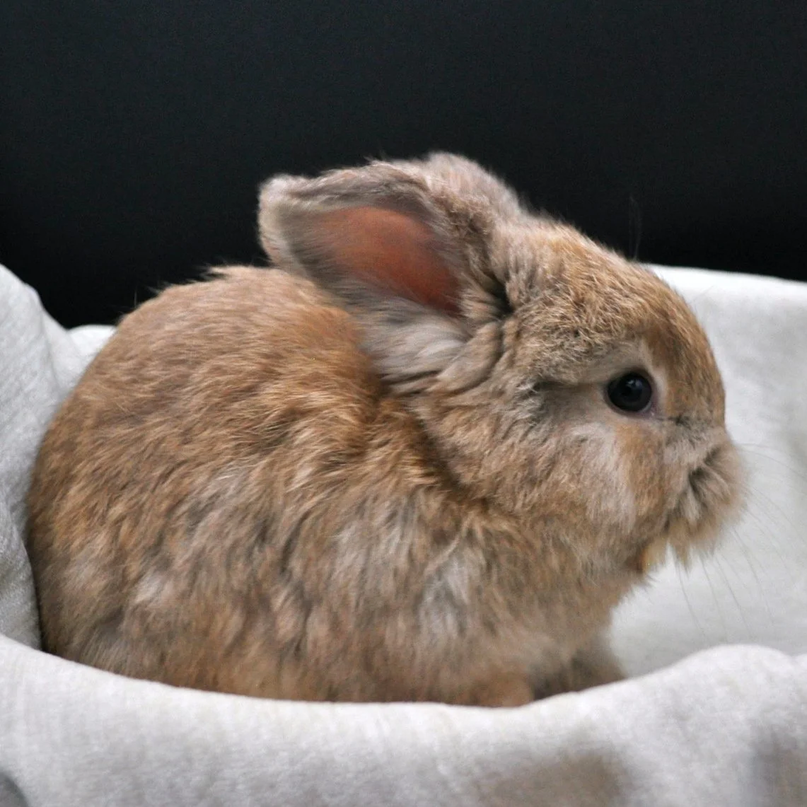Lynx English Angora Doe