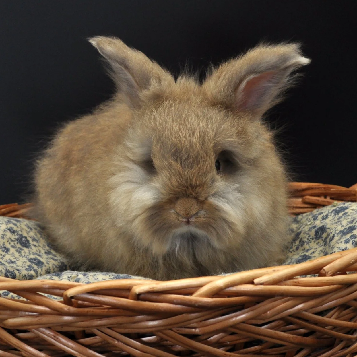 A fluffy brown rabbit sitting in a wicker basket with a patterned cloth, against a black background.