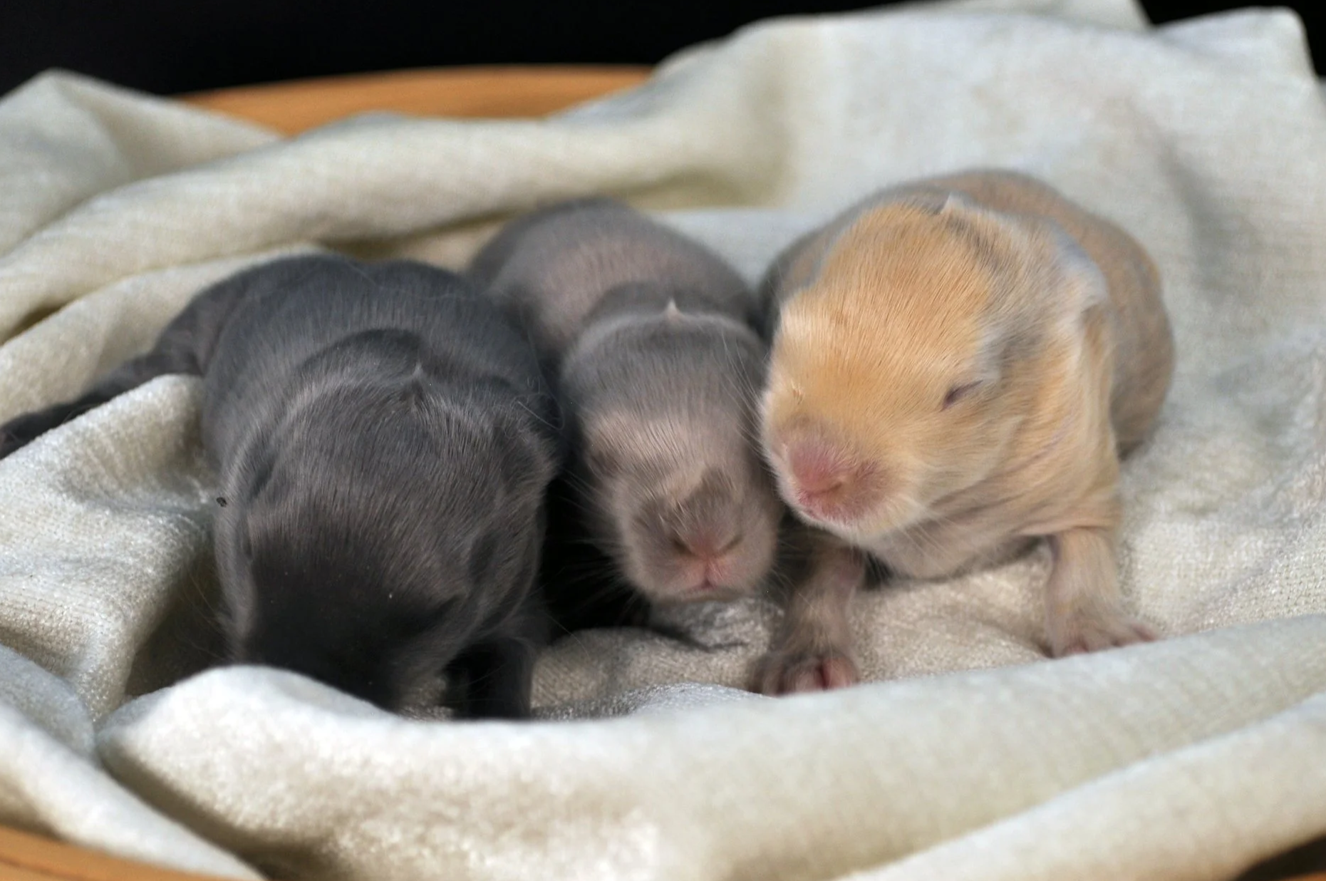 One-week-old English Angora bunnies resting in a wicker basket on yellow floral fabric, showcasing a colorful blend of self and agouti colors. The tiny rabbits snuggle closely, highlighting their soft, early-stage wool.