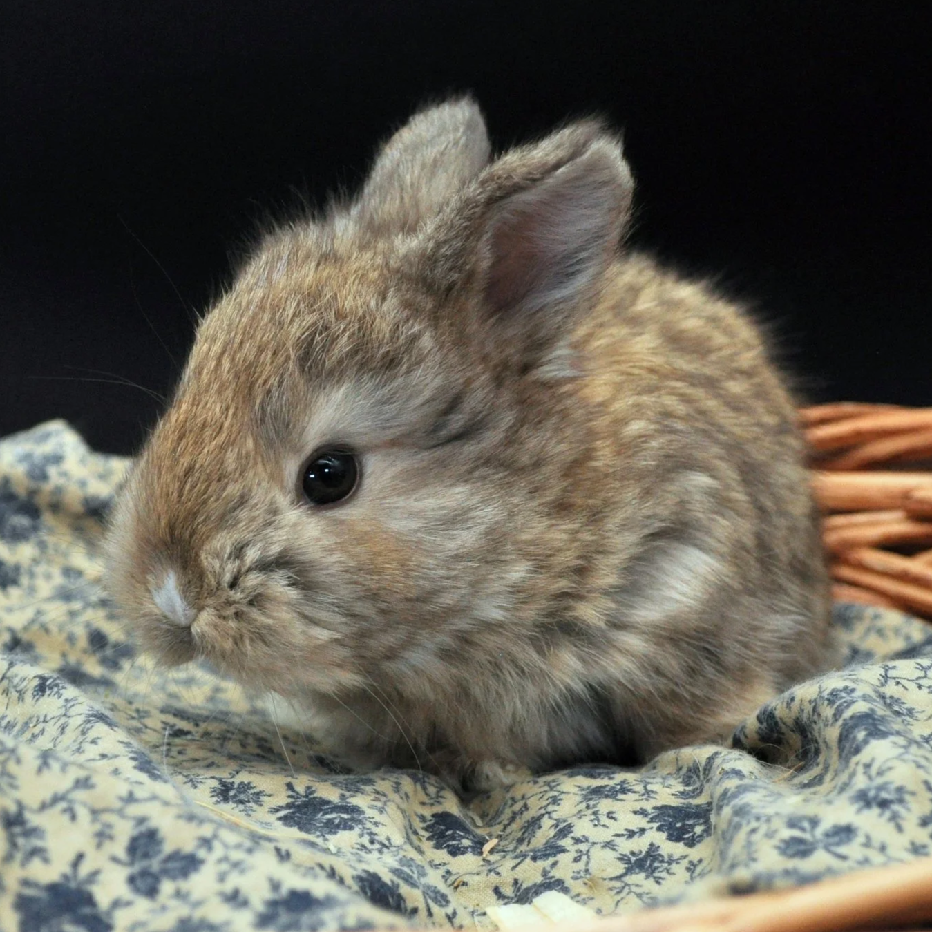 A small, fluffy brown baby rabbit sitting on patterned fabric in a wicker basket with a dark background.