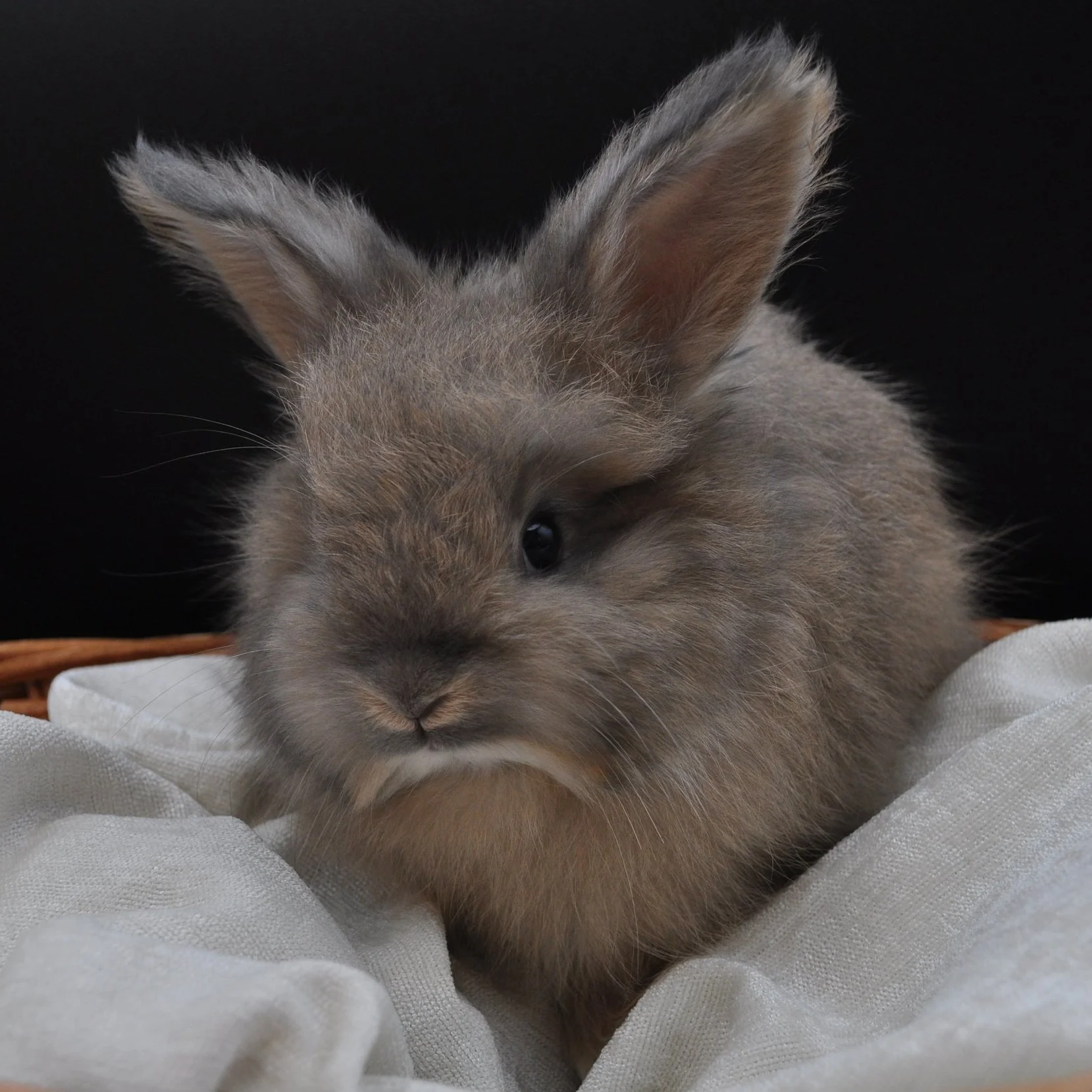 A fluffy gray baby bunny resting on white fabric against a black background.