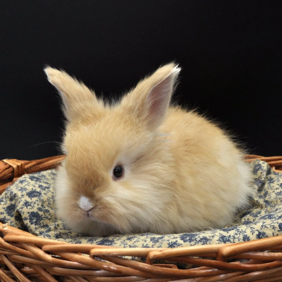A fluffy light brown baby rabbit with one ear upright and one ear slightly tilted, resting in a wicker basket lined with patterned fabric against a black background.