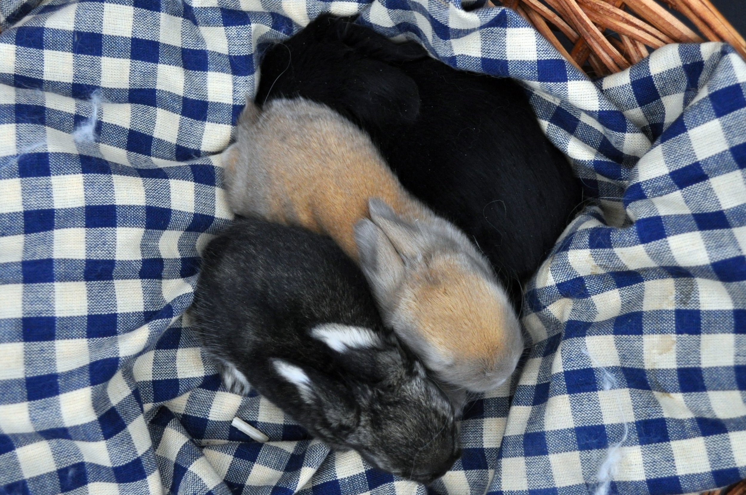 two-week-old-english-angora-rabbits-self-black-blue-tort-chestnut-agouti-basket.jpg.jpg